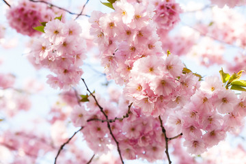 Sun shines over pink cherry flowers