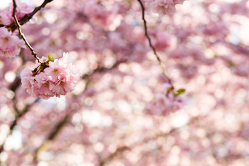 Pink bloom of cherry hangs from the tree