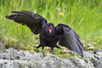 Alpine chough