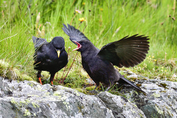 Alpine chough