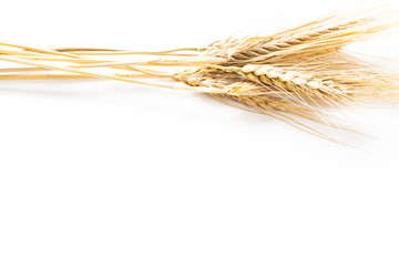 wheat ears isolated on white background