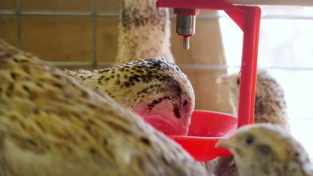 Quails in cages at poultry farm.
