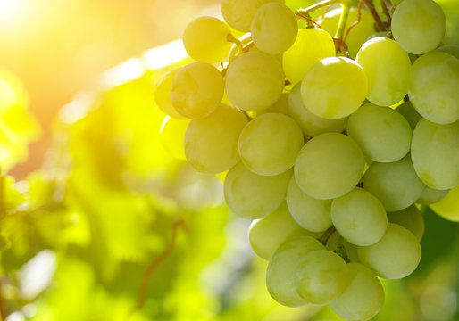  grapes on the vine