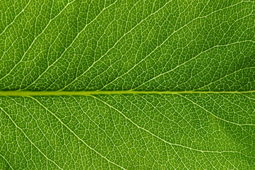  green leaf texture