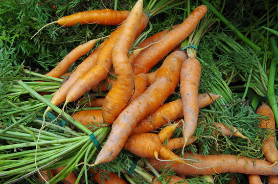 Farm fresh shapely carrots and stems 