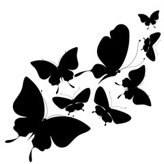 black butterflies,isolated on a white