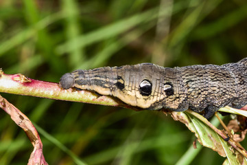 Elephant hawk-moth