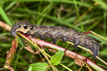 Elephant hawk-moth
