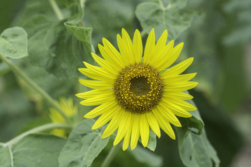 Bright yellow sunflowers