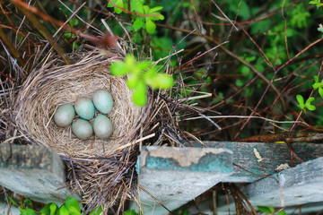 bird nest in nature