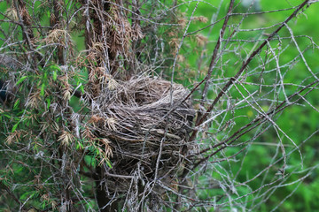 bird nest in nature