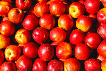 Nectarines sparkle in the rays of sun