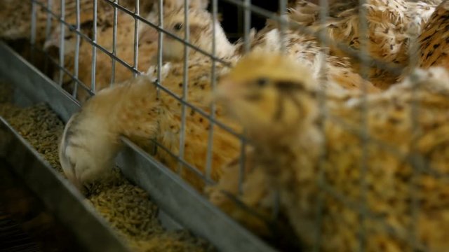 Quails in cages at poultry farm. 

