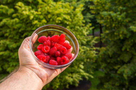 Bowl with raspberries in man hand.