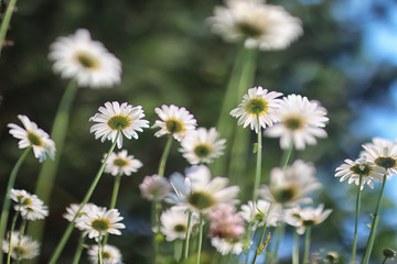 daisy bush flowering in summer