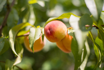 Obraz premium Peach on a branch