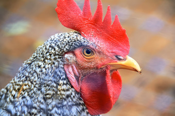 Cock closeup with a red comb