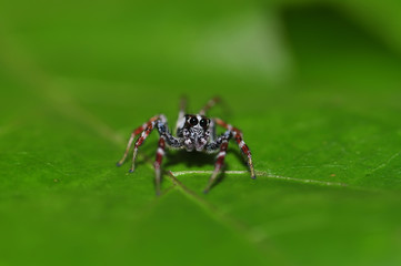 Little Spider close-up on a green leaf