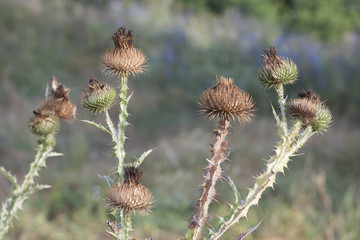 Obraz premium Onopordum acanthium, thistle on the summer glade