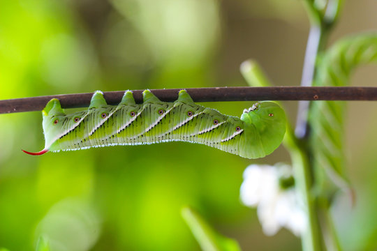 Closeup of hornworm crawling on branch