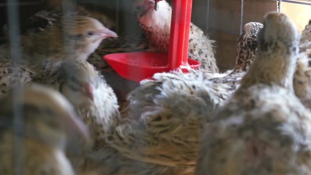 Quails in cages at poultry farm.
