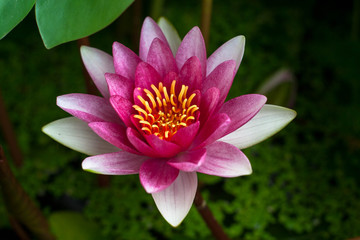 Fototapeta premium pink nymphaea with leaves
