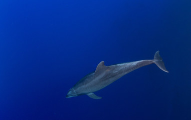 Bottlenose Dolphin © Michael Bogner