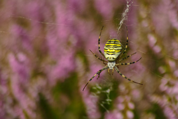 Argiope bruennichi spider