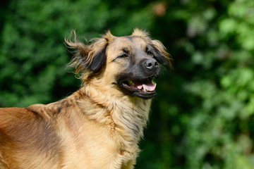 brown dog looking in the nature