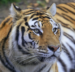 Bengal tiger portrait