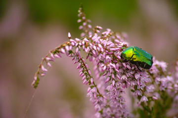 rose beetle in erika
