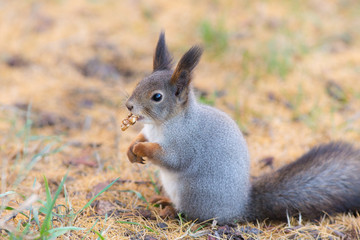 Naklejka na ściany i meble squirrel with a nut in autumn