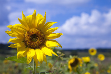 Sonnenblumenfeld Blauer Himmel