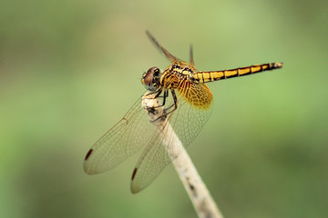 Image of dragonfly perched on a tree branch