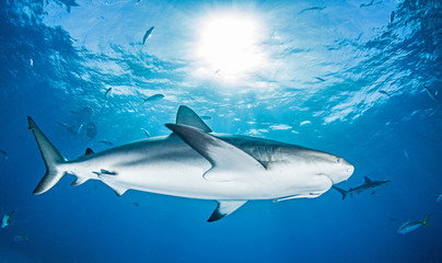 Caribbean Reef Shark