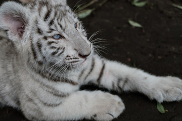 The white bengal tiger cub lying on the ground.