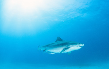 Obraz premium Tiger shark