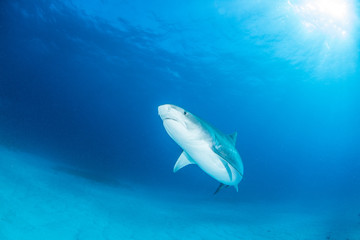 Obraz premium Tiger shark