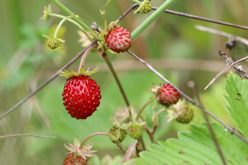 Wild strawberries - forest products