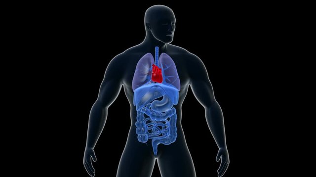 X-ray style animation highlighting various internal organs.
