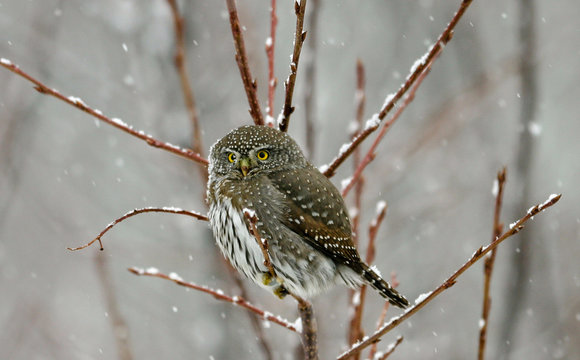 Northern Pygmy Owl