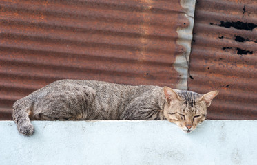 Big cats happy sleeping on the wall. Luxury cat striped, smooth