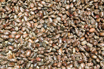 heap of fresh Castor oil seeds-ricinus communis