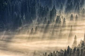 coniferous forest in foggy mountains