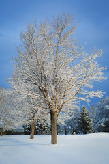 Trees in the winter landscape