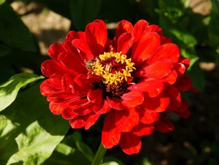 red flower of zinnia
