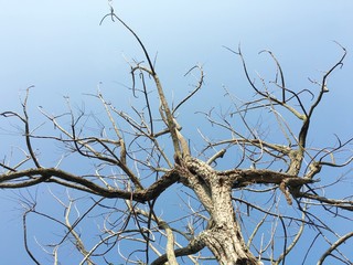 the tree is not leaf at sky