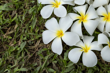 Fototapeta na wymiar Closeup White Plumeria flower on the green grass