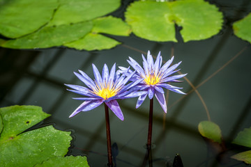 Blue lotus flower