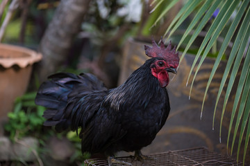 Beautiful chicken in garden